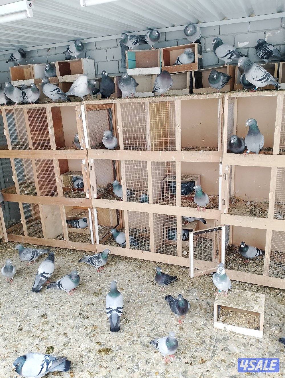 للبيع حمام لاحم وزاجل1