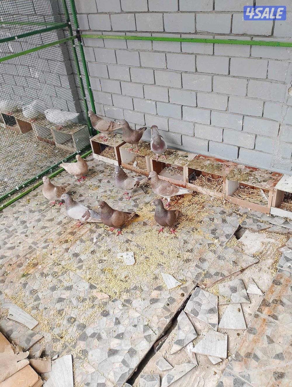 للبيع حمام لاحم وزاجل2