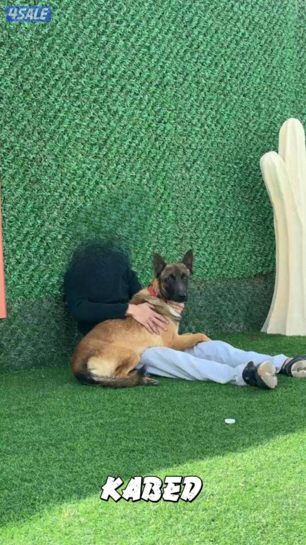 ضايع مالينو بجبد0