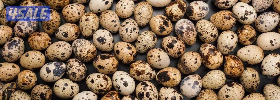 للبيع بيض فري تجميع يومي التواصل واتس اب1