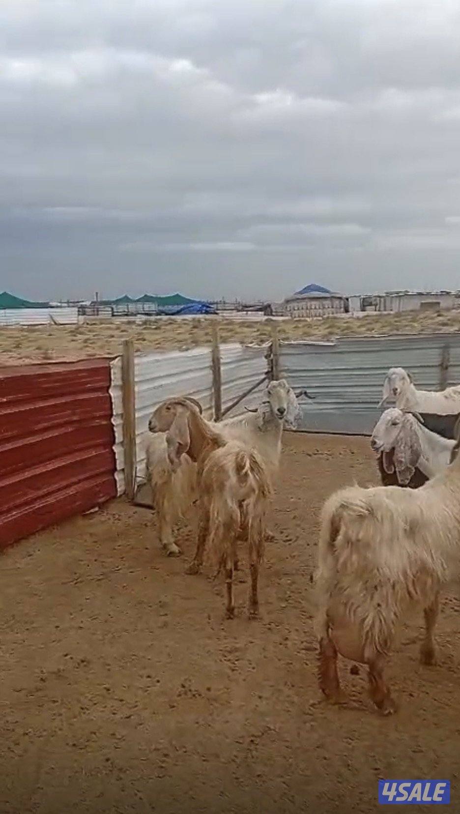 للبيع معزا مطافيل العدد١١0