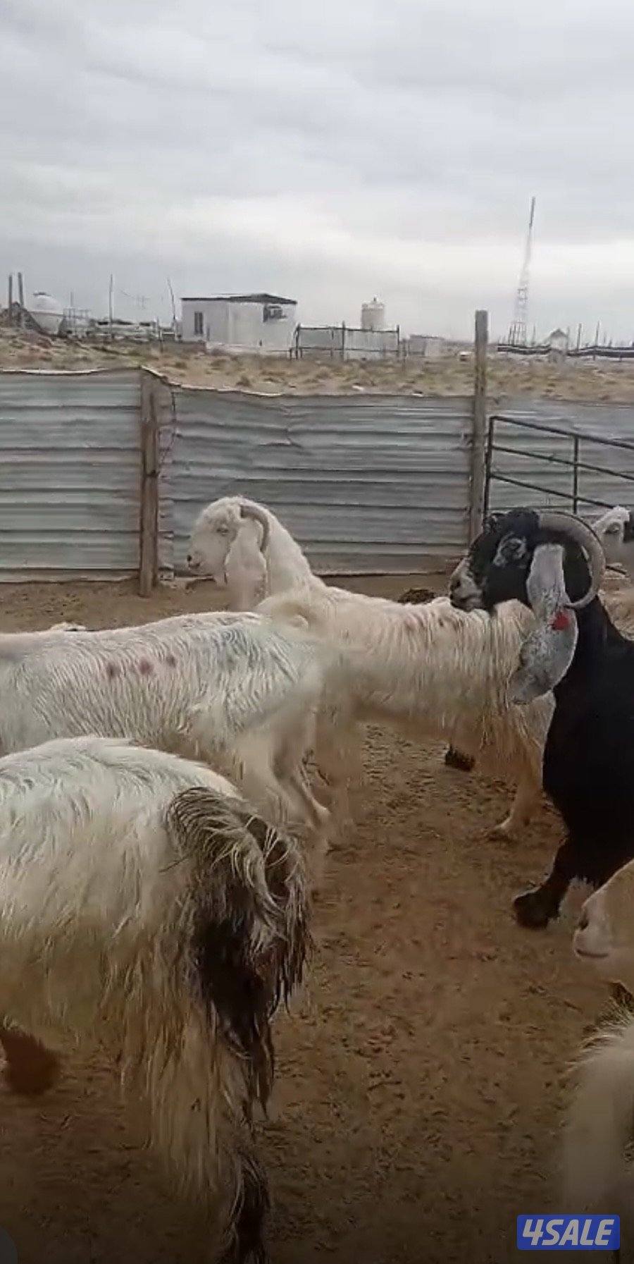 للبيع معزا مطافيل العدد١١1