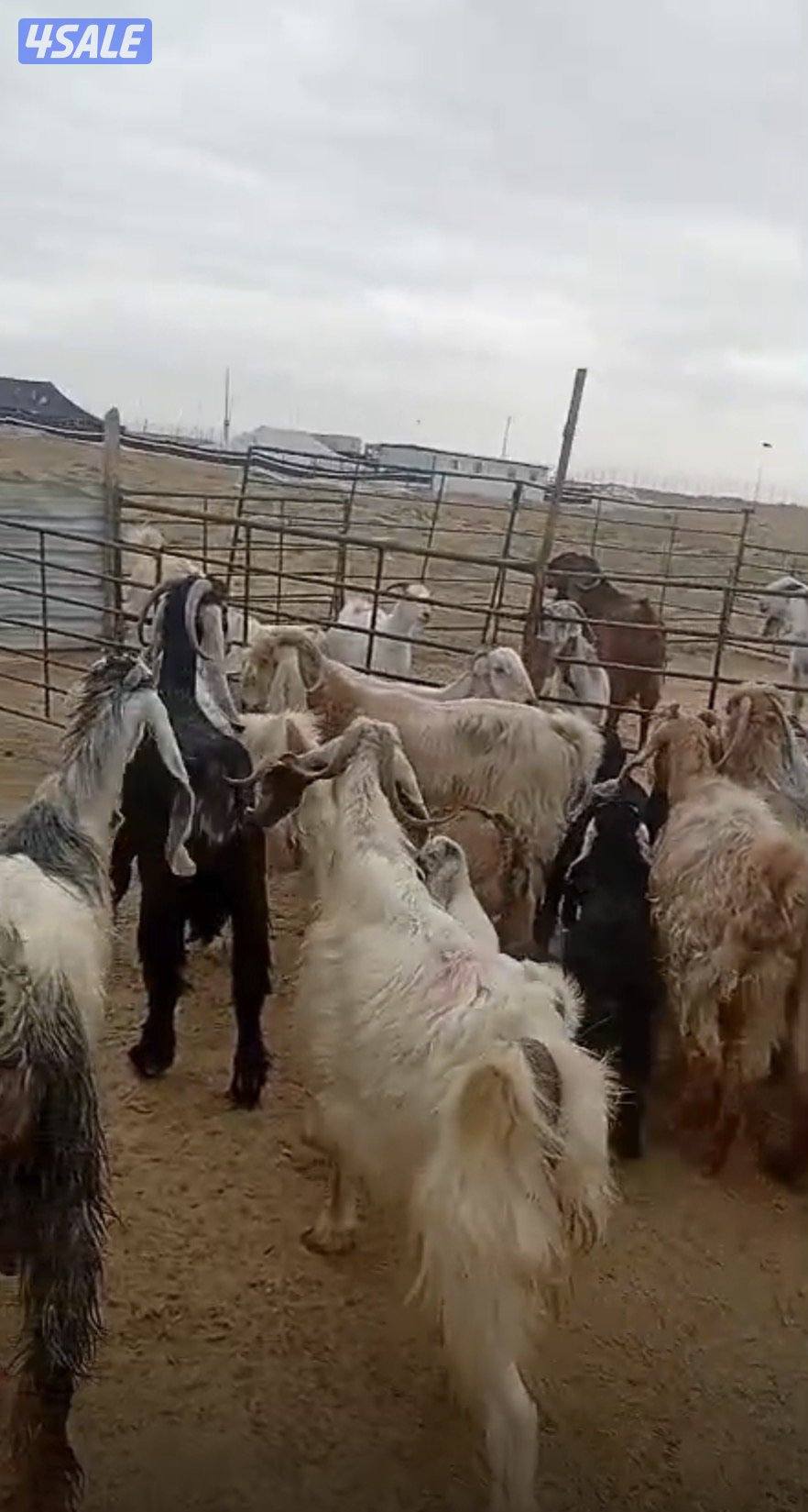 للبيع معزا مطافيل العدد١١3