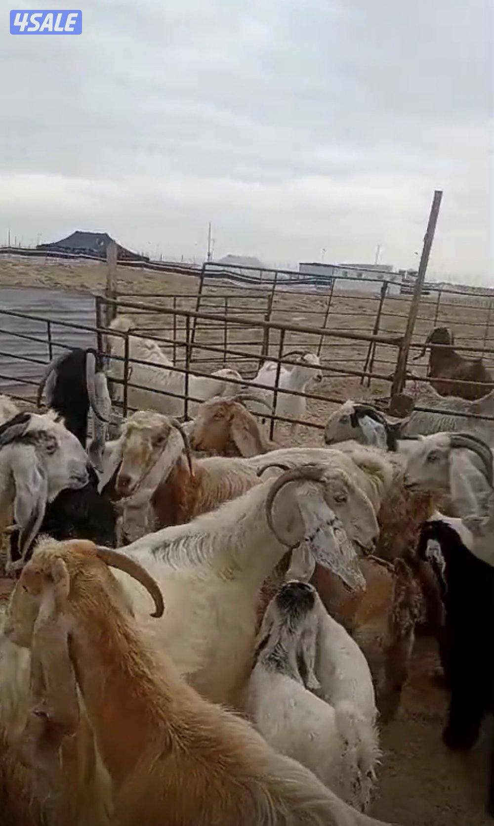 للبيع معزا مطافيل العدد١١4