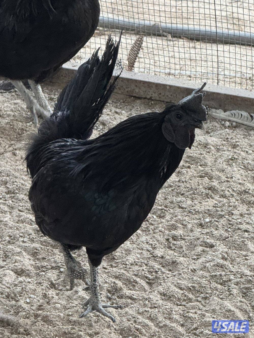 للبيك ديك ايام سيماني0