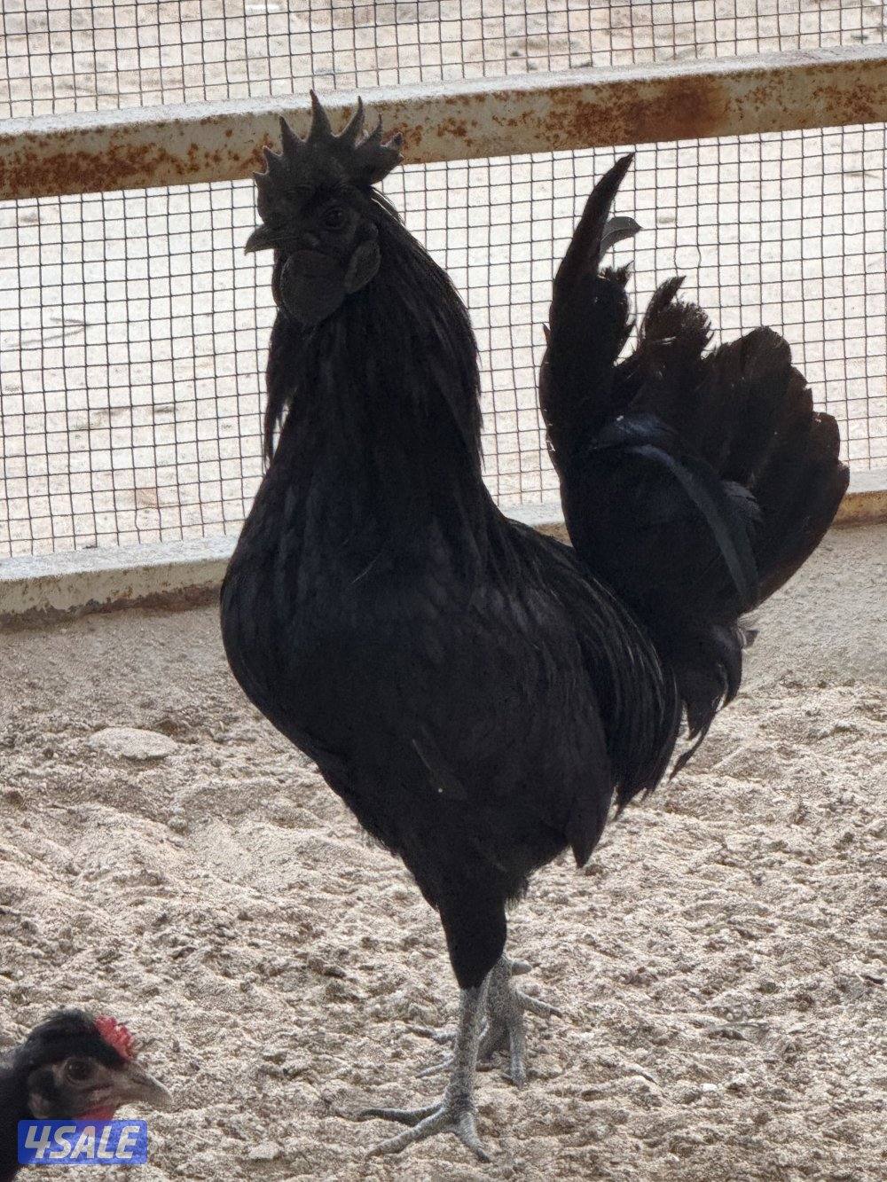 للبيك ديك ايام سيماني1