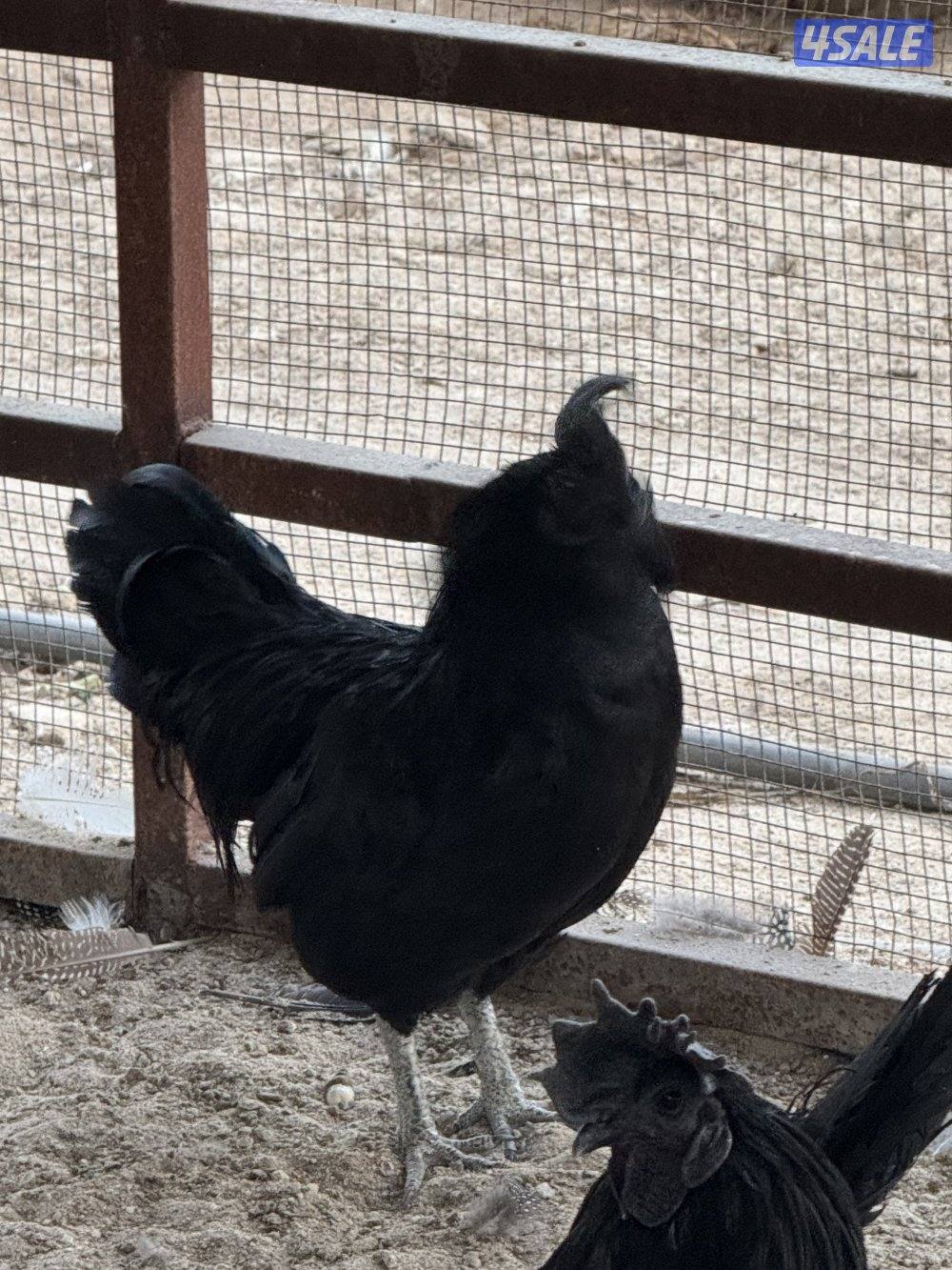 للبيك ديك ايام سيماني3