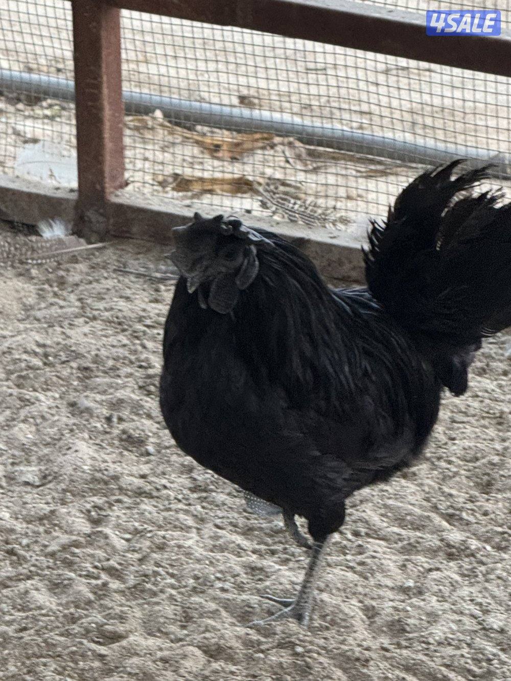 للبيك ديك ايام سيماني4