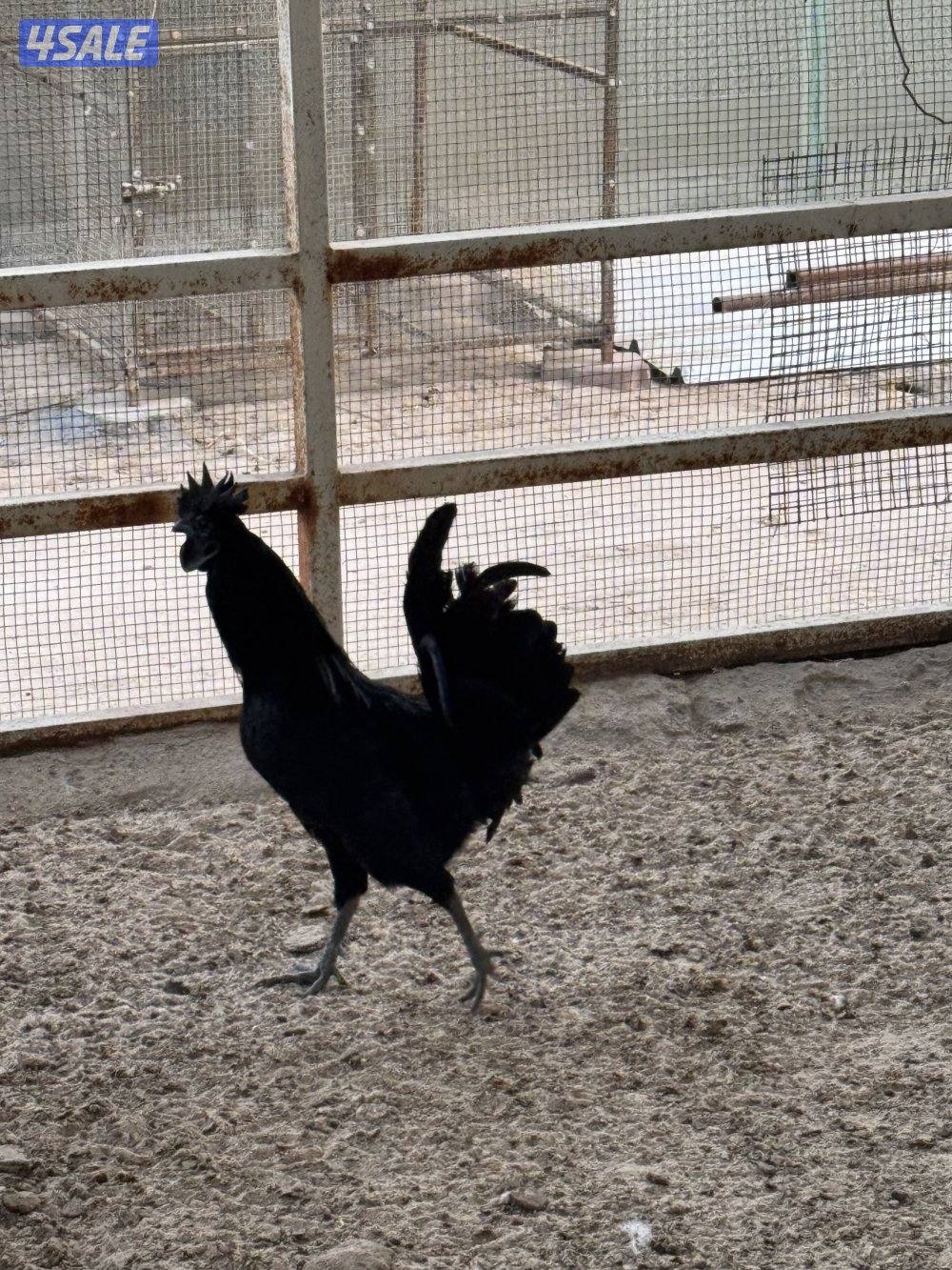 للبيك ديك ايام سيماني5