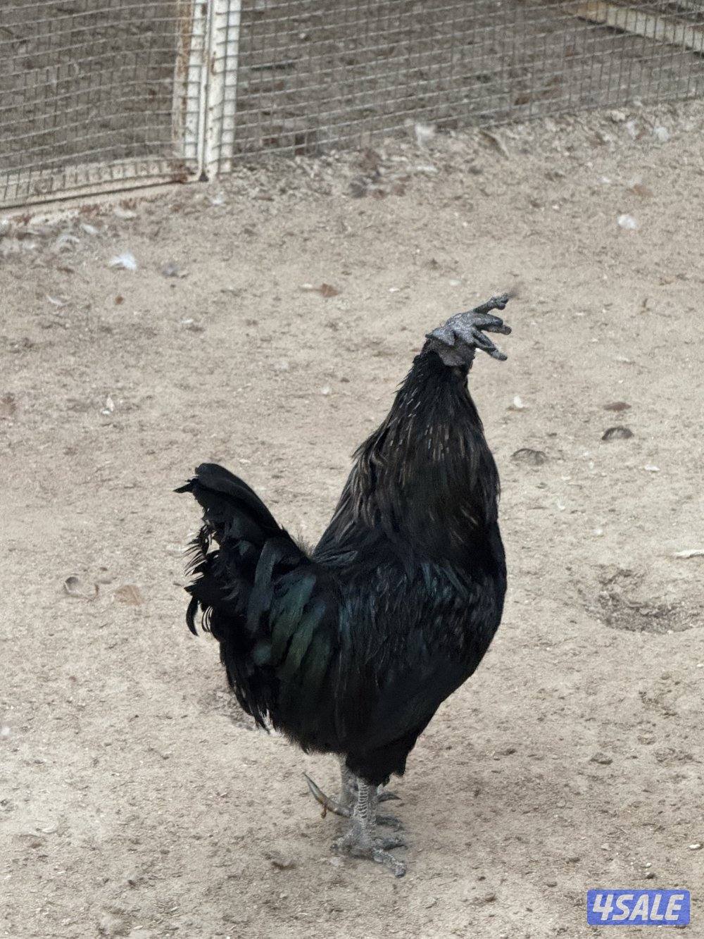 للبيك ديك ايام سيماني6