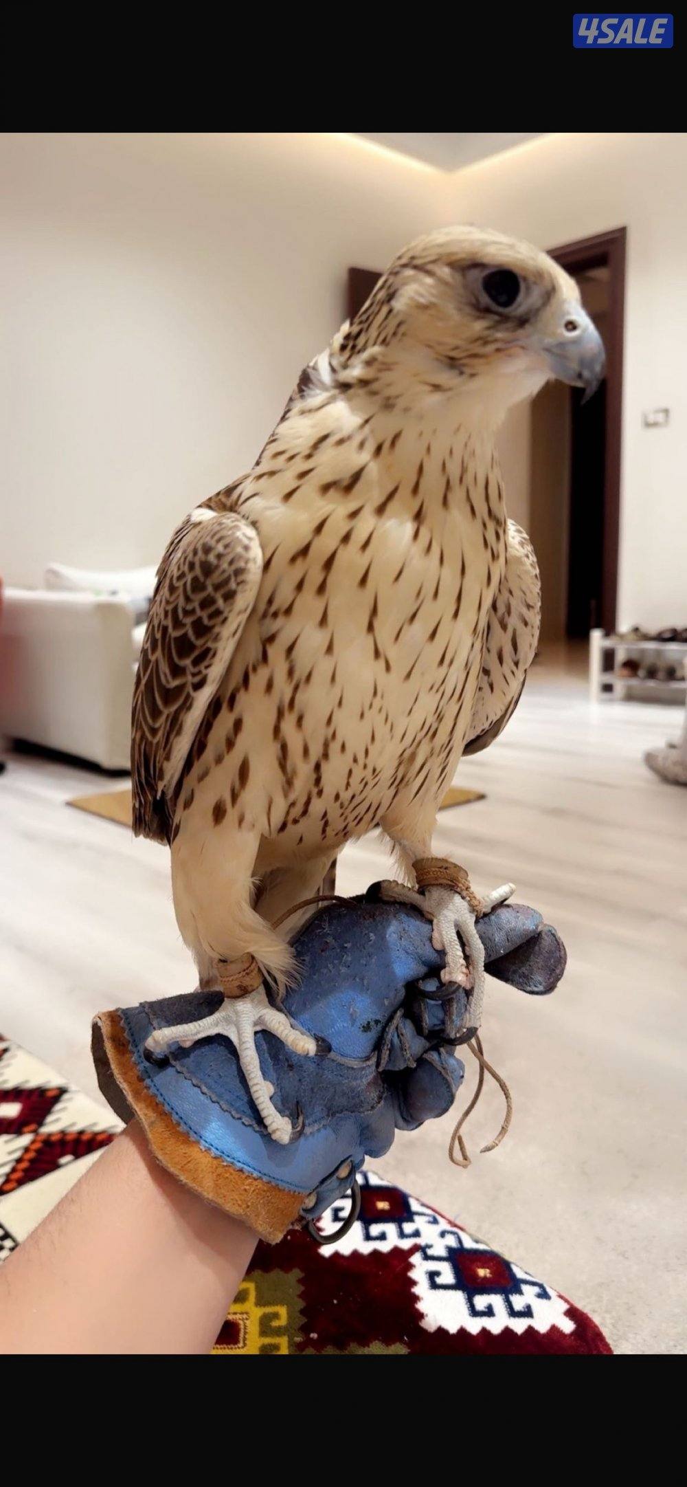 السلام عليكم1