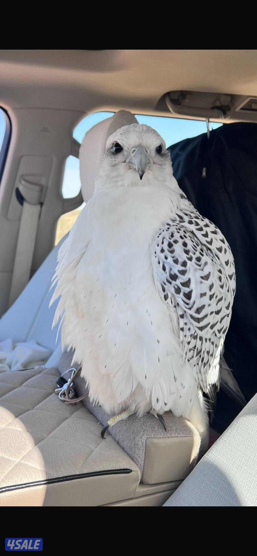 السلام عليكم2