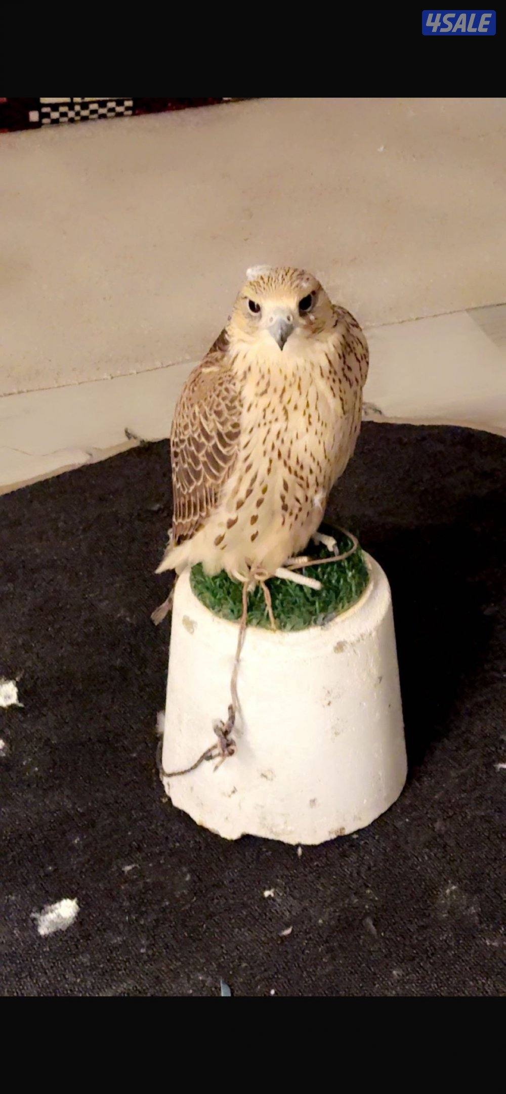 السلام عليكم4