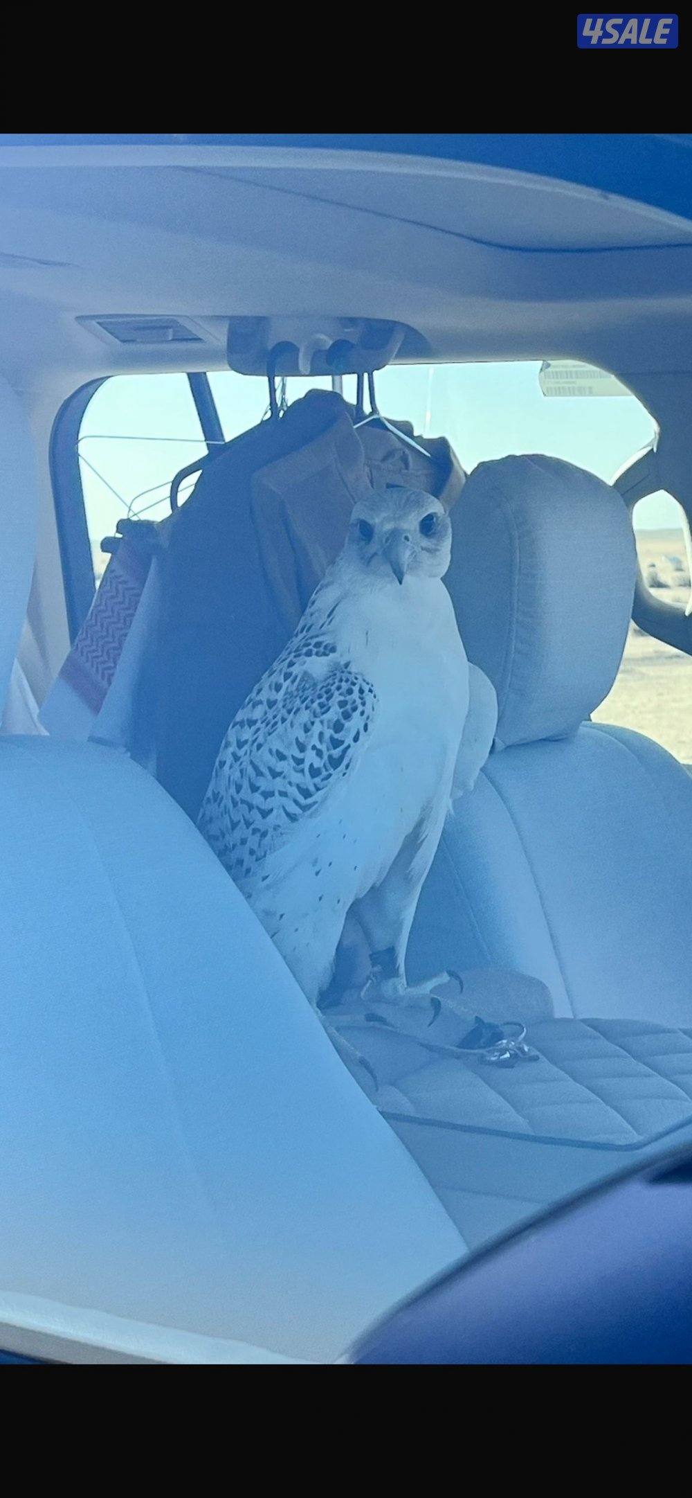 السلام عليكم3