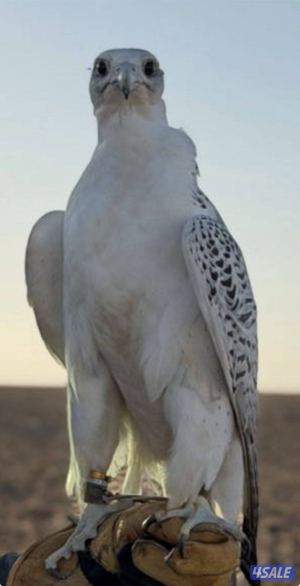 السلام عليكم5