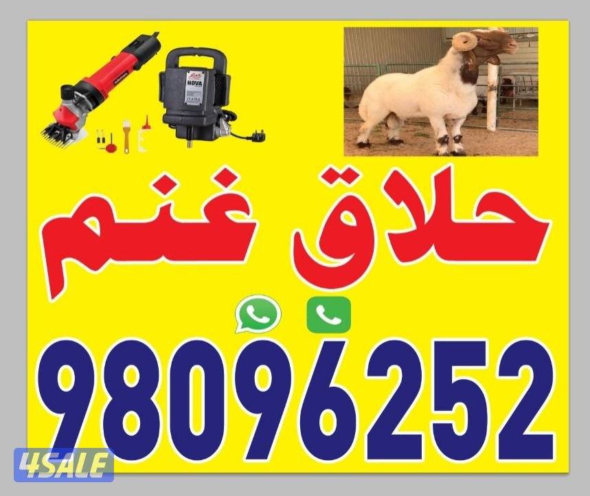 يتم جزّ صوف الأغنام بعناية.0