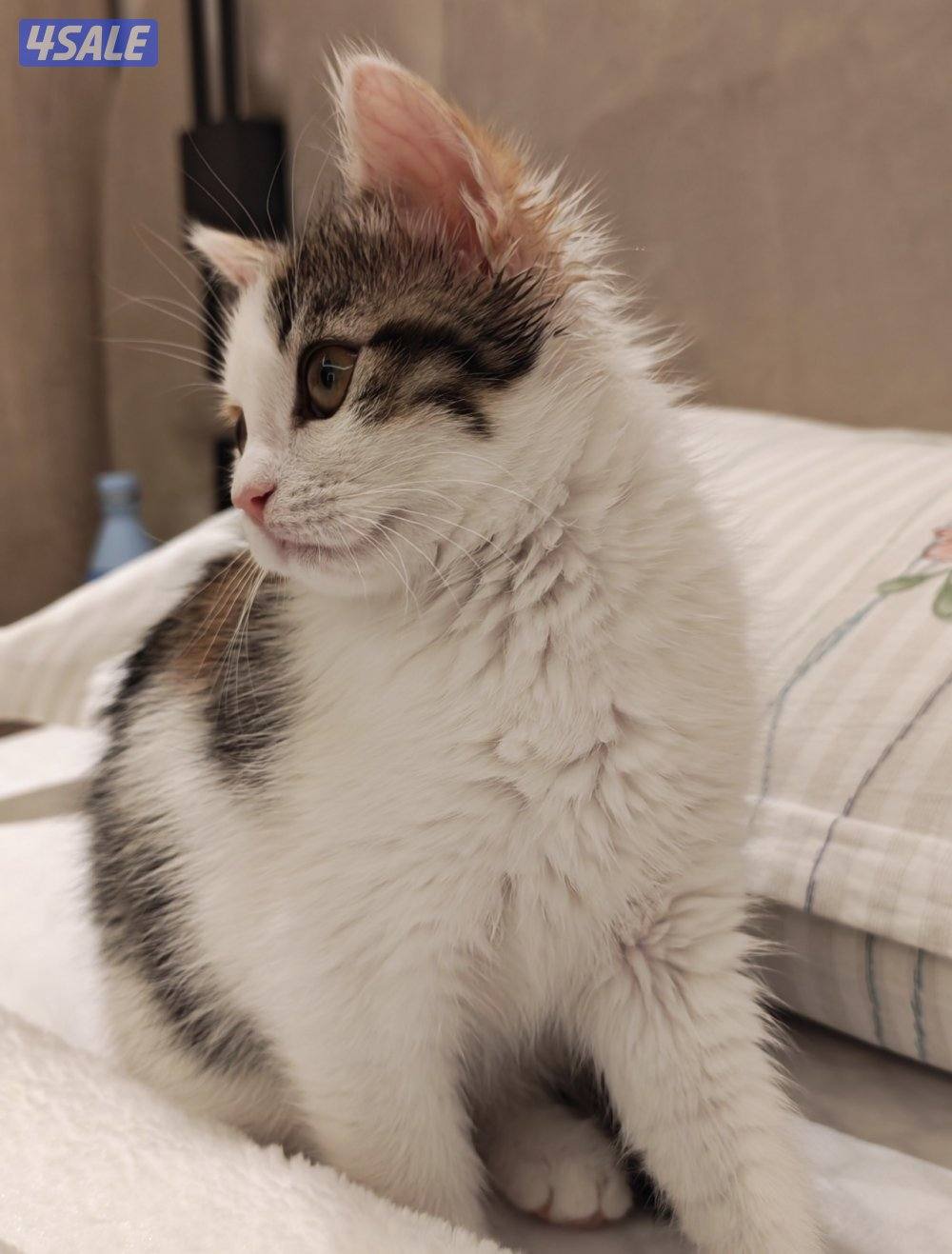 للتبني نثايا خوات0