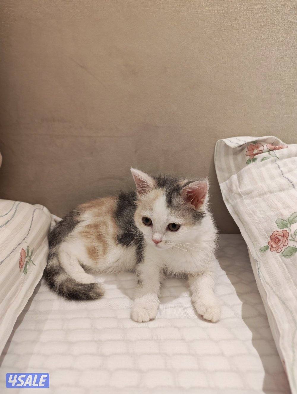 للتبني نثايا خوات1