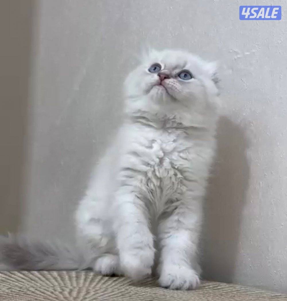 للبيع سكوتش فولد بيور اصلي لون نادر0