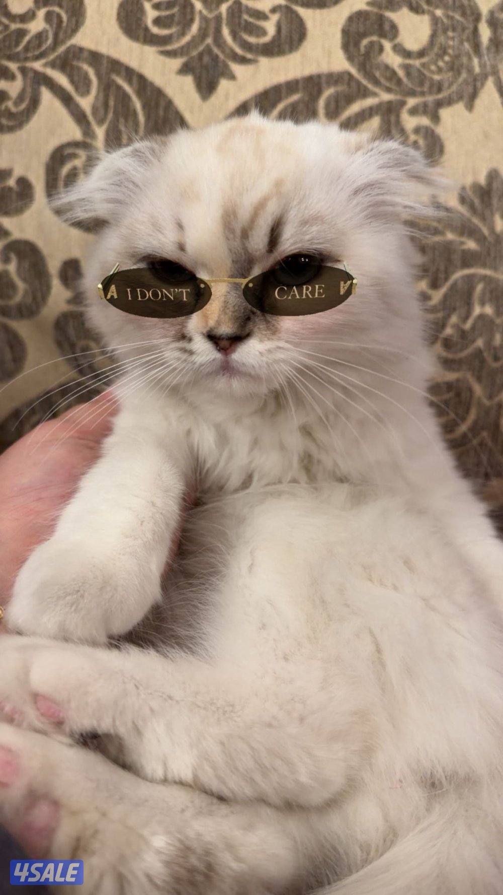 للبيع سكوتش فولد بيور اصلي لون نادر1