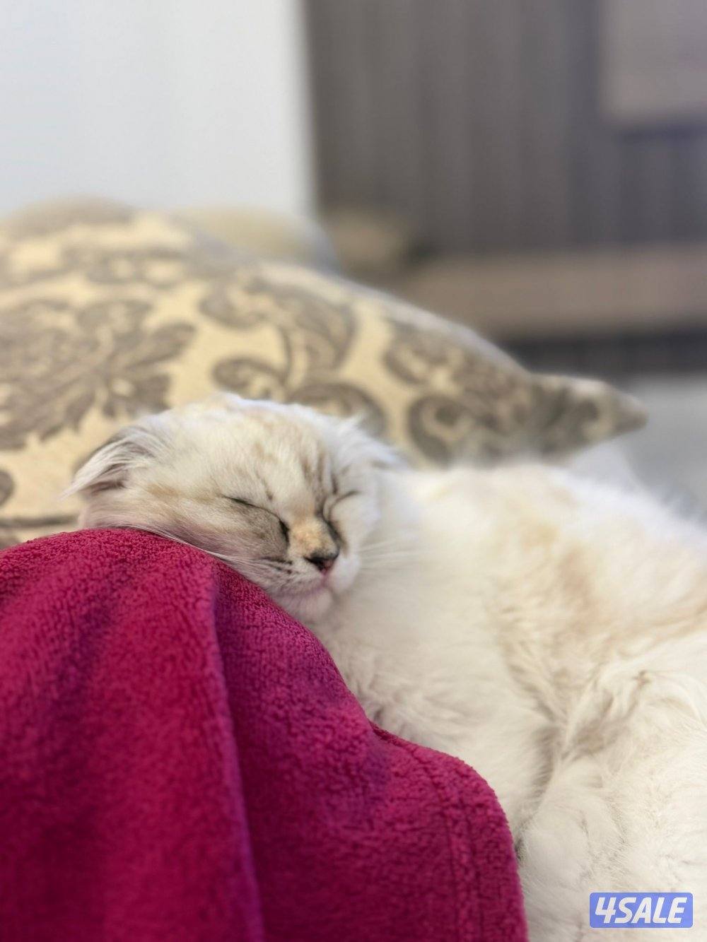 للبيع سكوتش فولد بيور اصلي لون نادر2