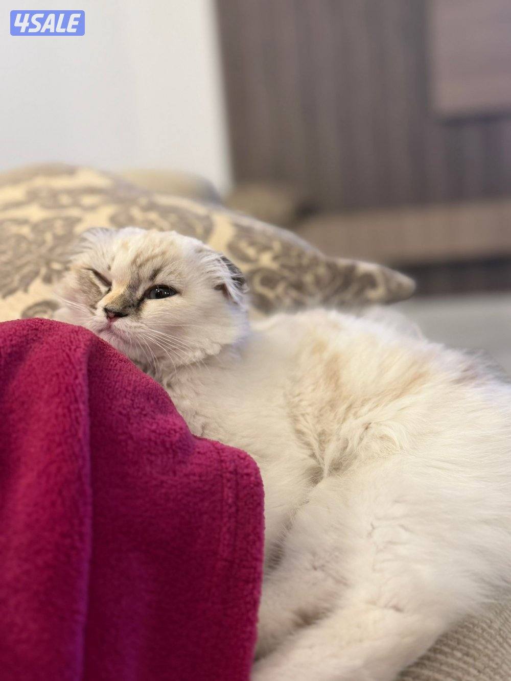 للبيع سكوتش فولد بيور اصلي لون نادر3