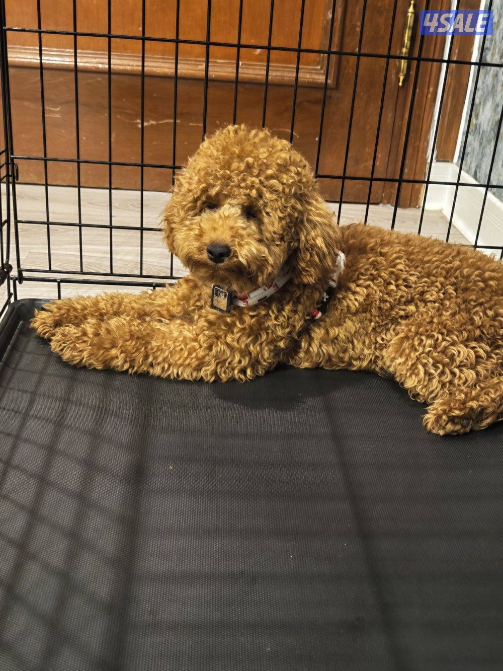 بودل أصلي أوكرانيا ذكر العمر ثمانية شهور0