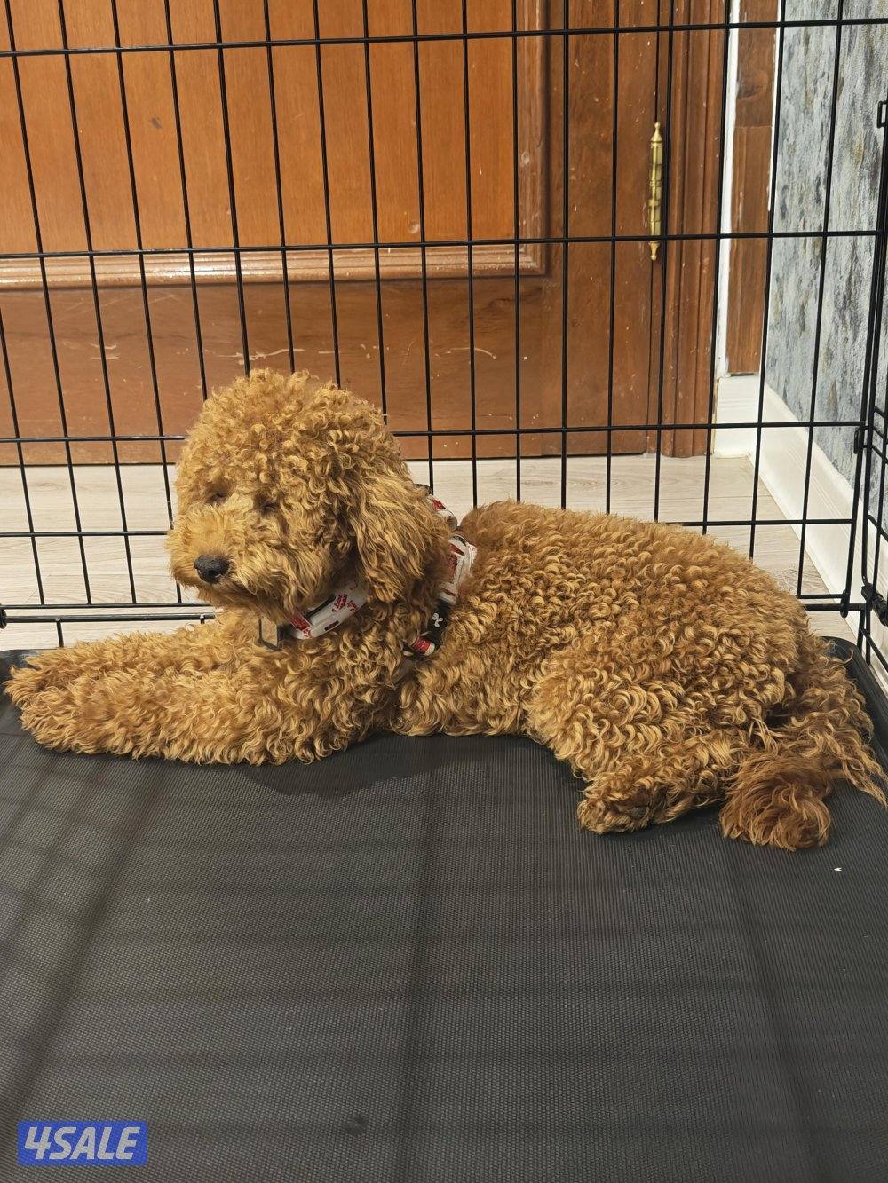 بودل أصلي أوكرانيا ذكر العمر ثمانية شهور1