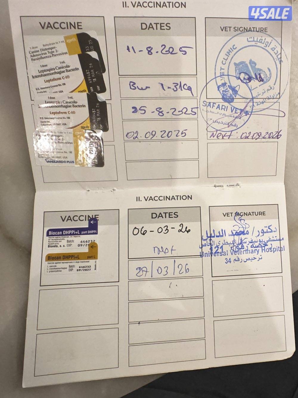 بودل أصلي أوكرانيا ذكر العمر ثمانية شهور2