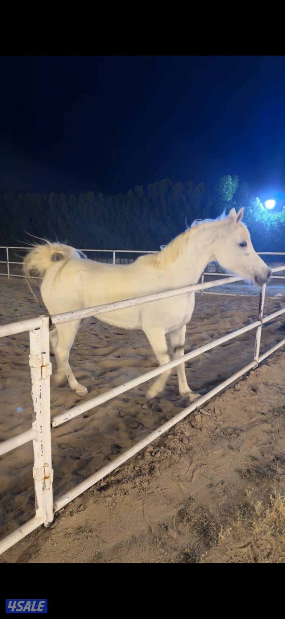 ١-للبيع فرس مصريه بيور مواليد ٢٠١٥ ٢- مهره مصريه بيور مواليد ٢٠٢٤0