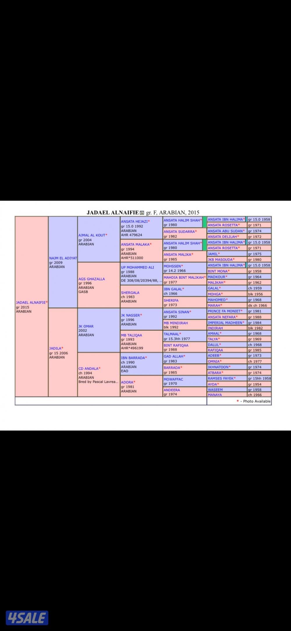 ١-للبيع فرس مصريه بيور مواليد ٢٠١٥ ٢- مهره مصريه بيور مواليد ٢٠٢٤1