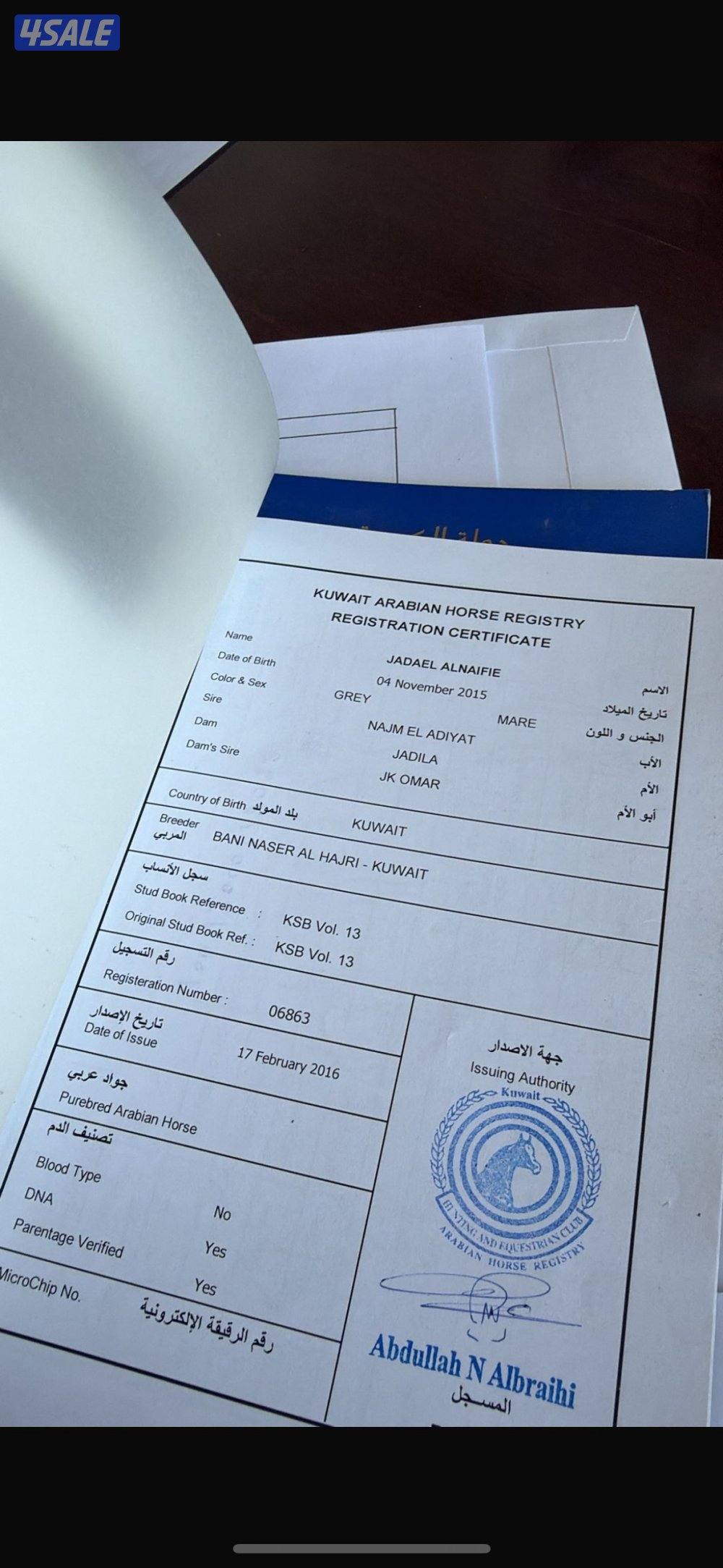 ١-للبيع فرس مصريه بيور مواليد ٢٠١٥ ٢- مهره مصريه بيور مواليد ٢٠٢٤2