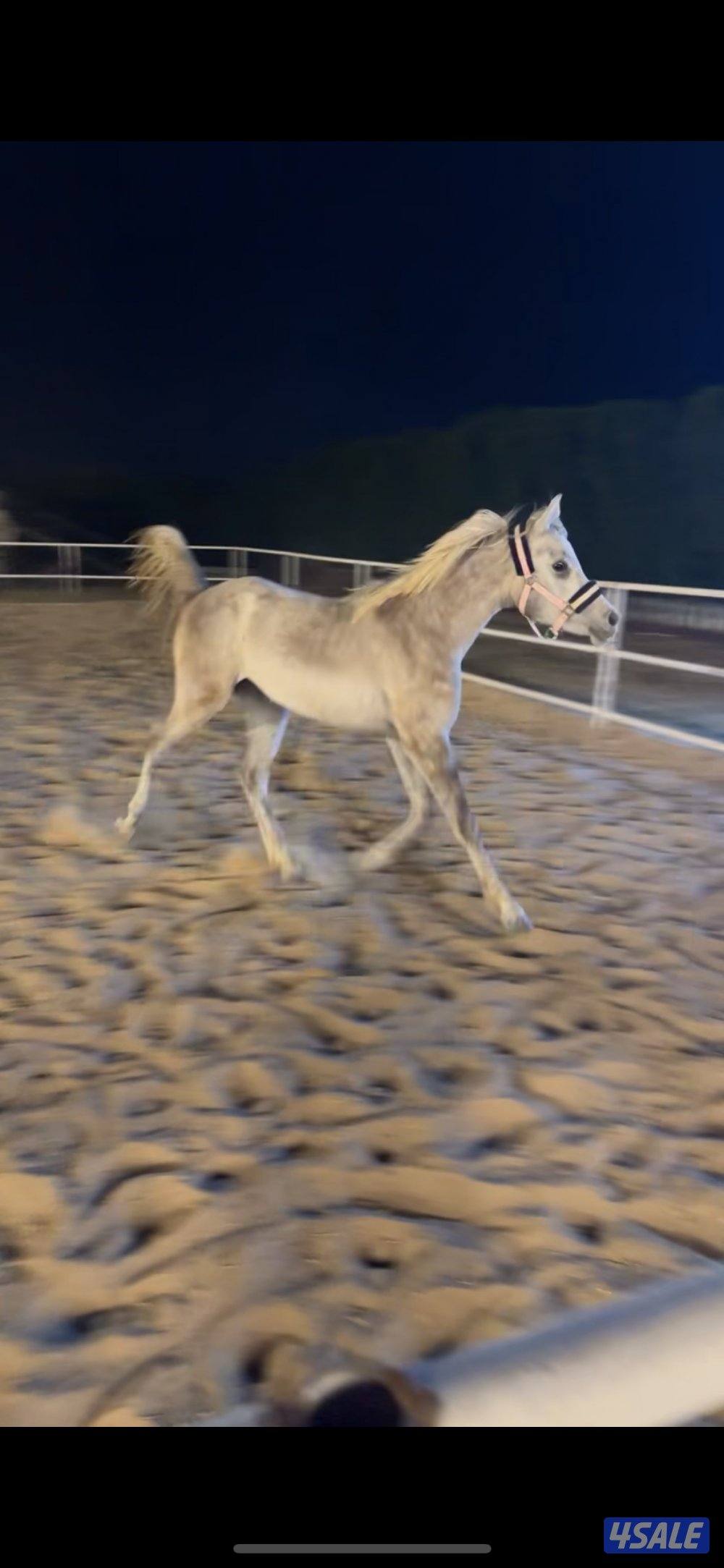 ١-للبيع فرس مصريه بيور مواليد ٢٠١٥ ٢- مهره مصريه بيور مواليد ٢٠٢٤3