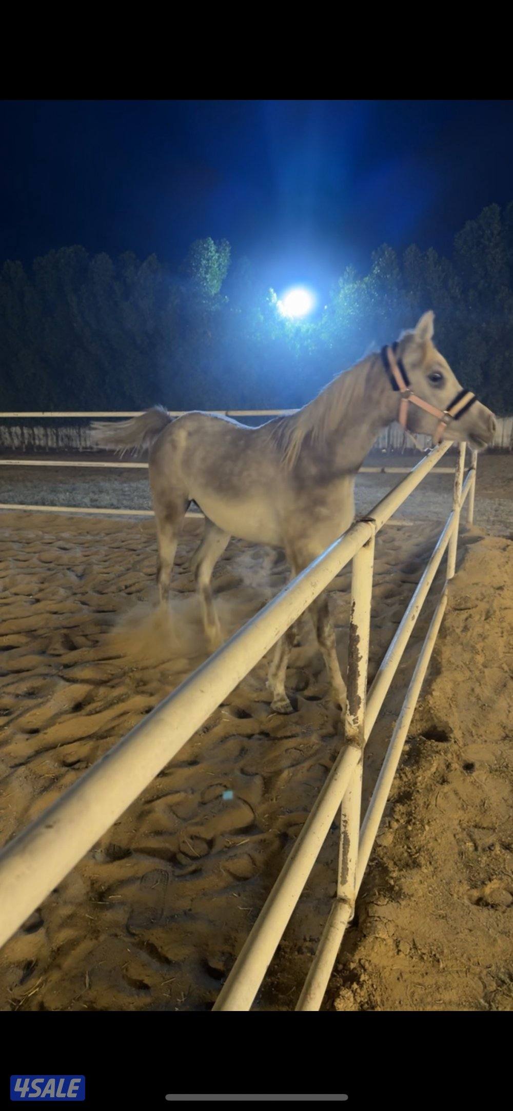 ١-للبيع فرس مصريه بيور مواليد ٢٠١٥ ٢- مهره مصريه بيور مواليد ٢٠٢٤5