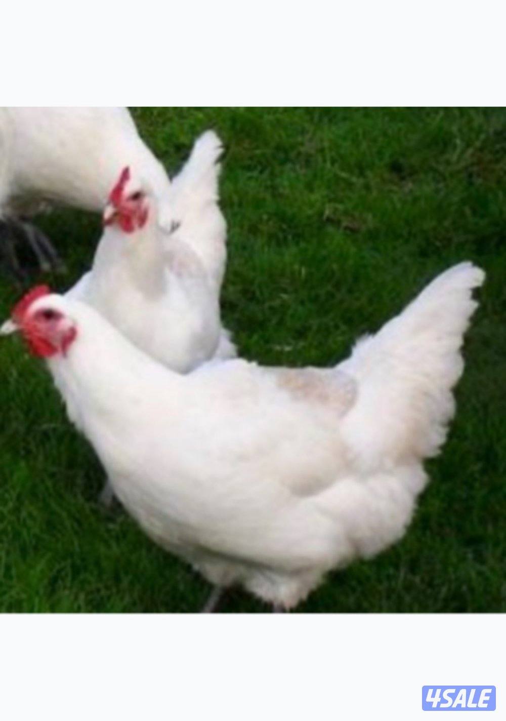 جيرسي العملاق  الأبيض نوادر0