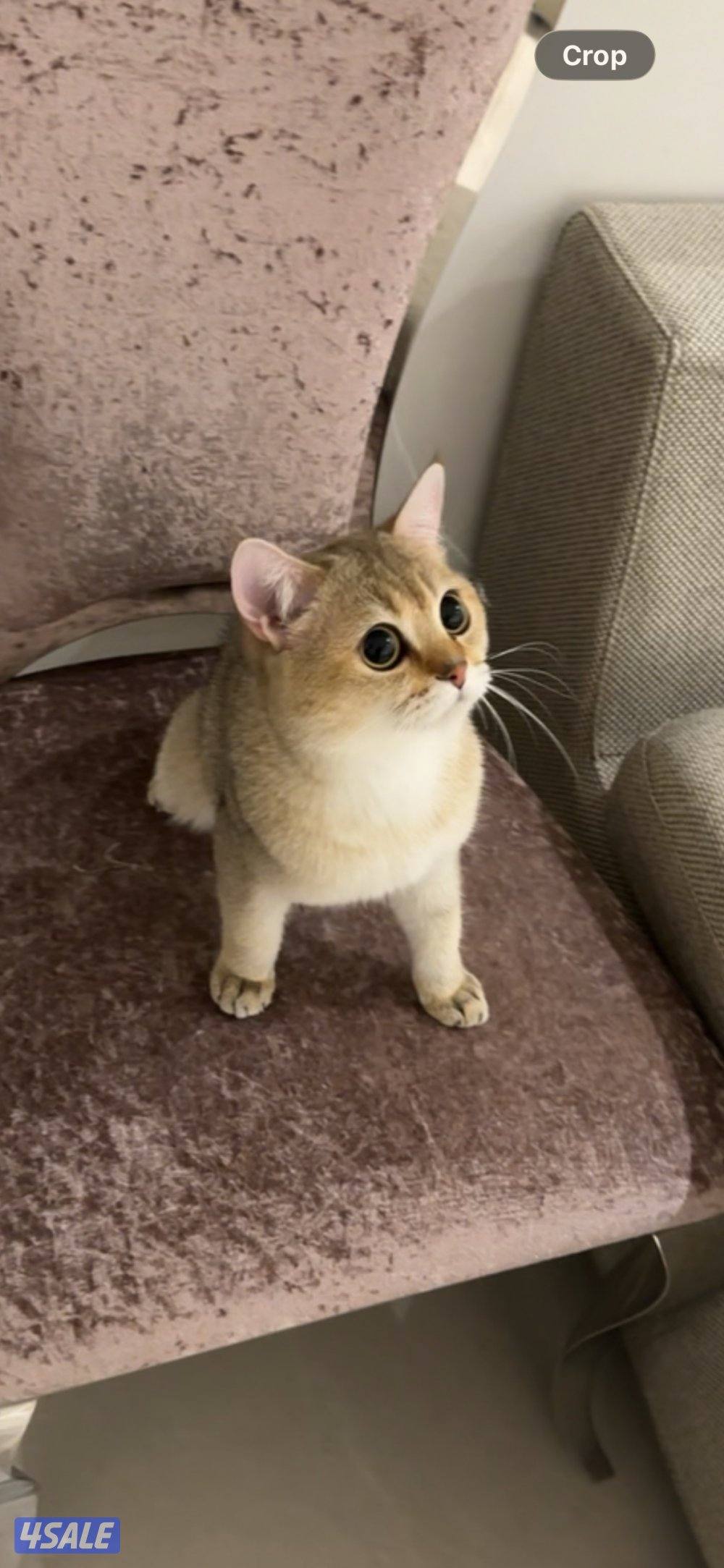 للبيع ذكر سكوتش قولدن عمره سنه و٤ شهور مومعقم0