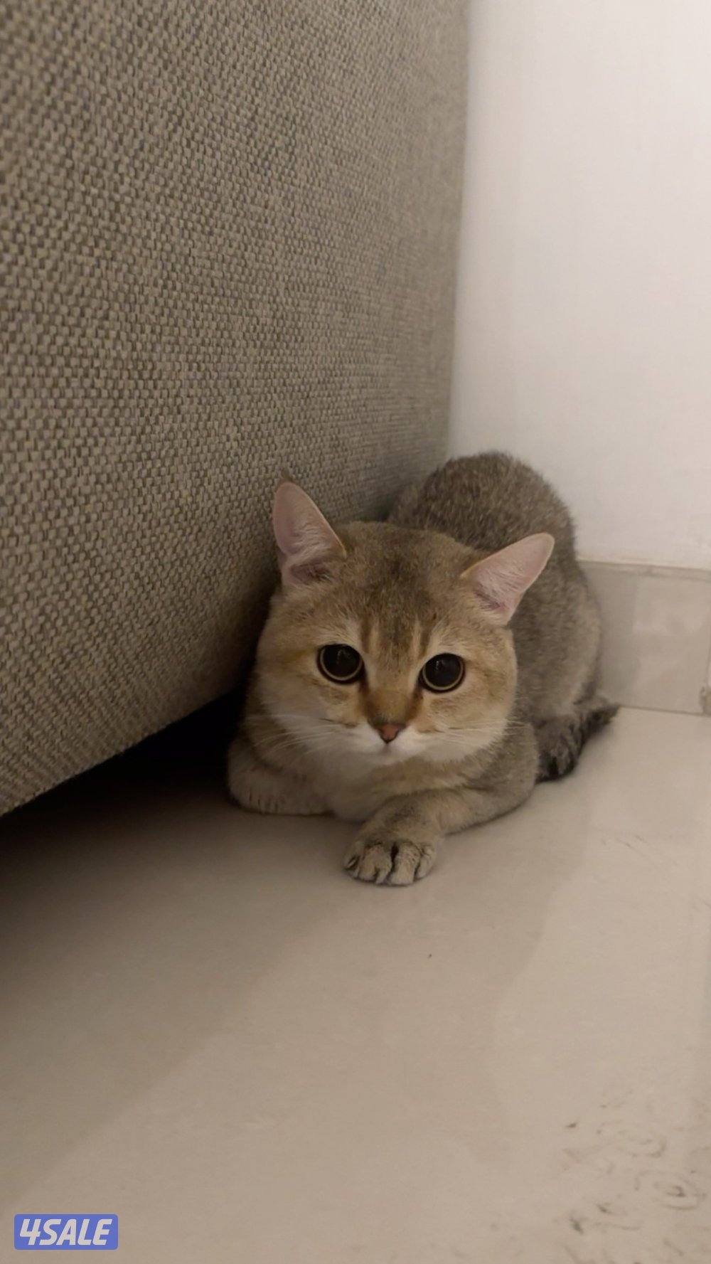 للبيع ذكر سكوتش قولدن عمره سنه و٤ شهور مومعقم1