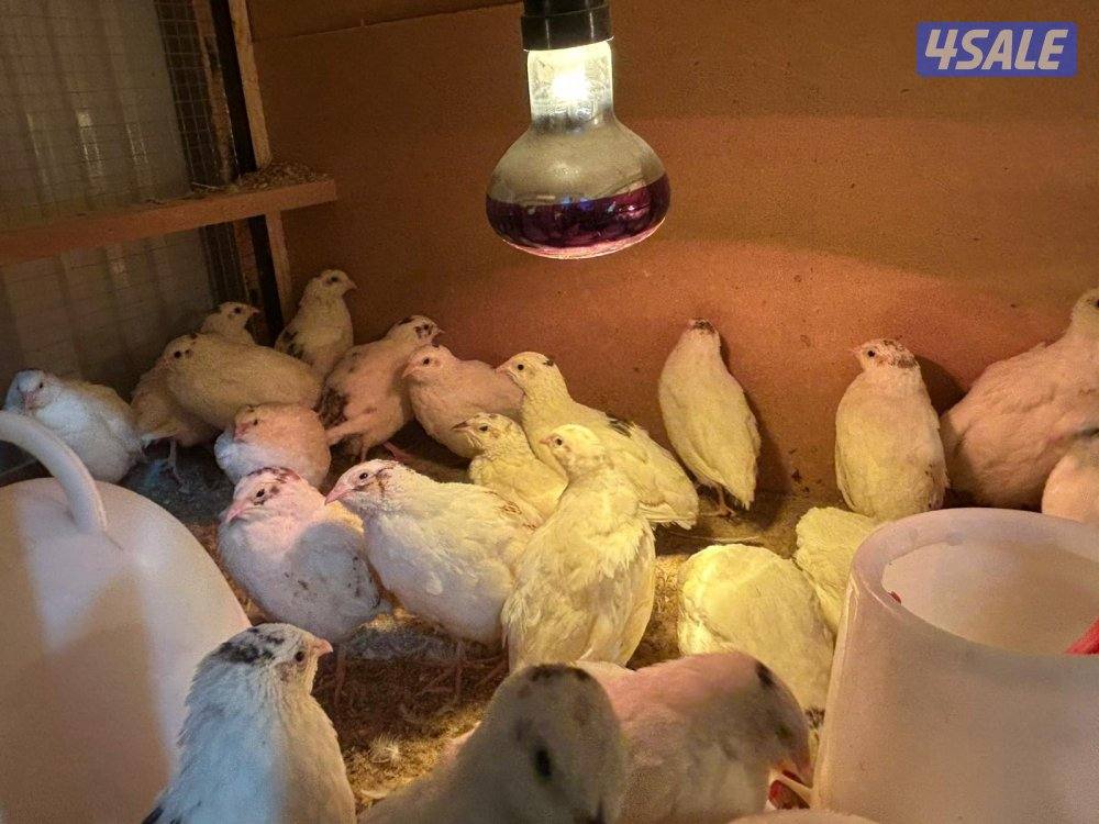 للبيع فري تكساس وبيض فري0