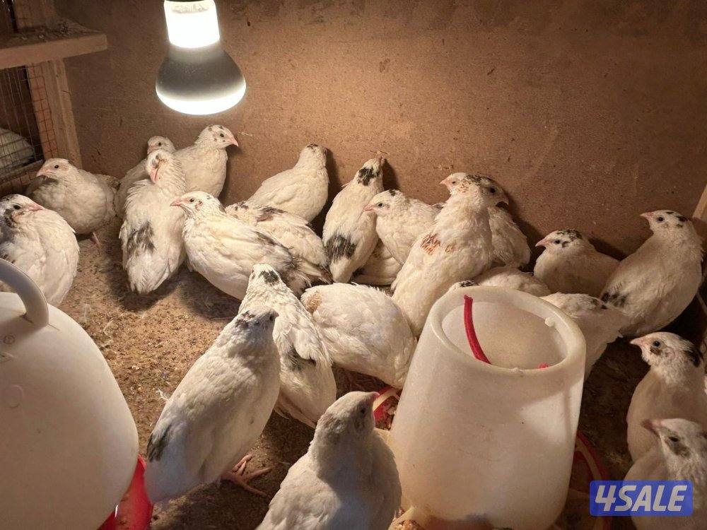 للبيع فري تكساس وبيض فري1