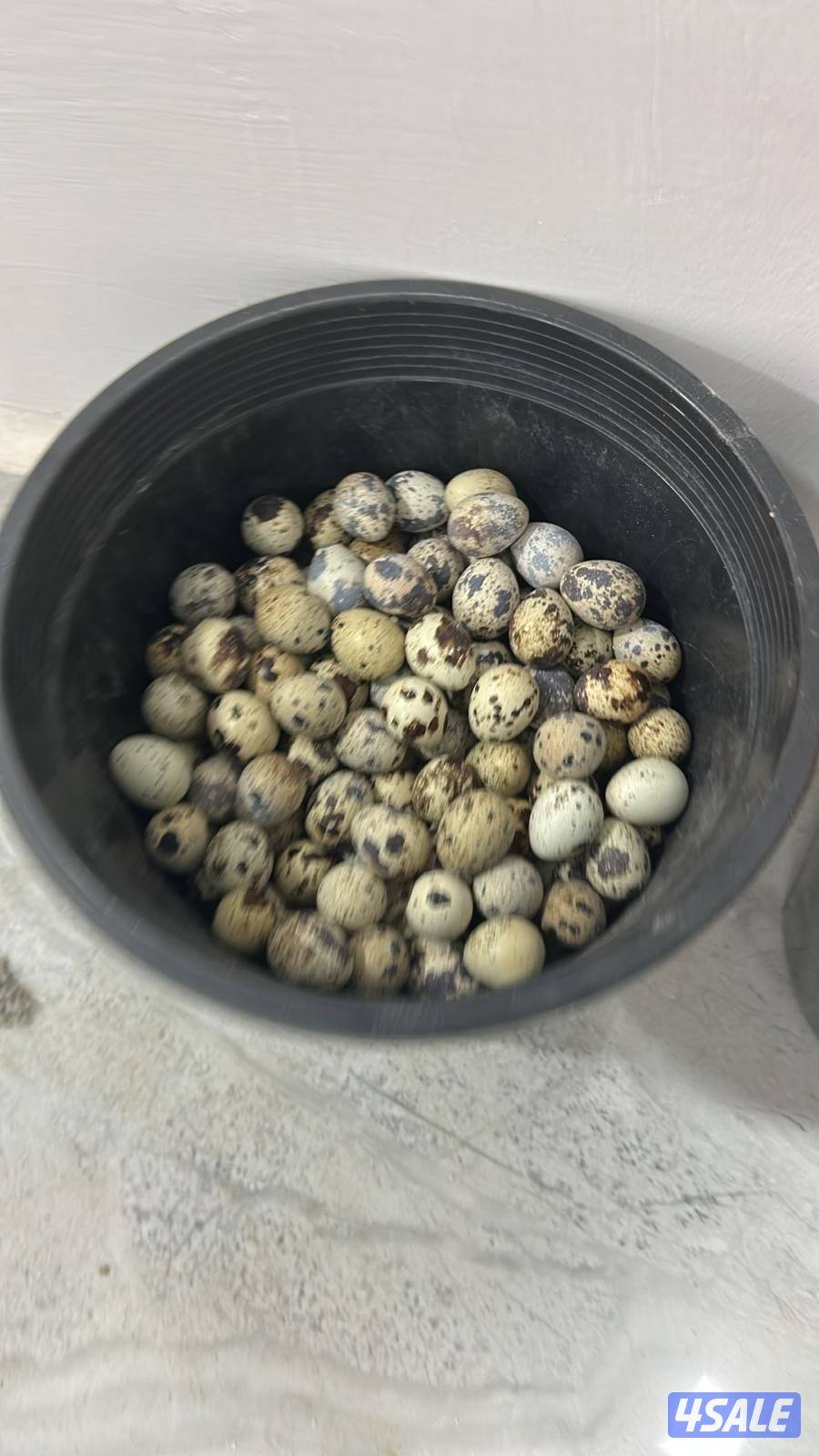 للبيع فري تكساس وبيض فري3