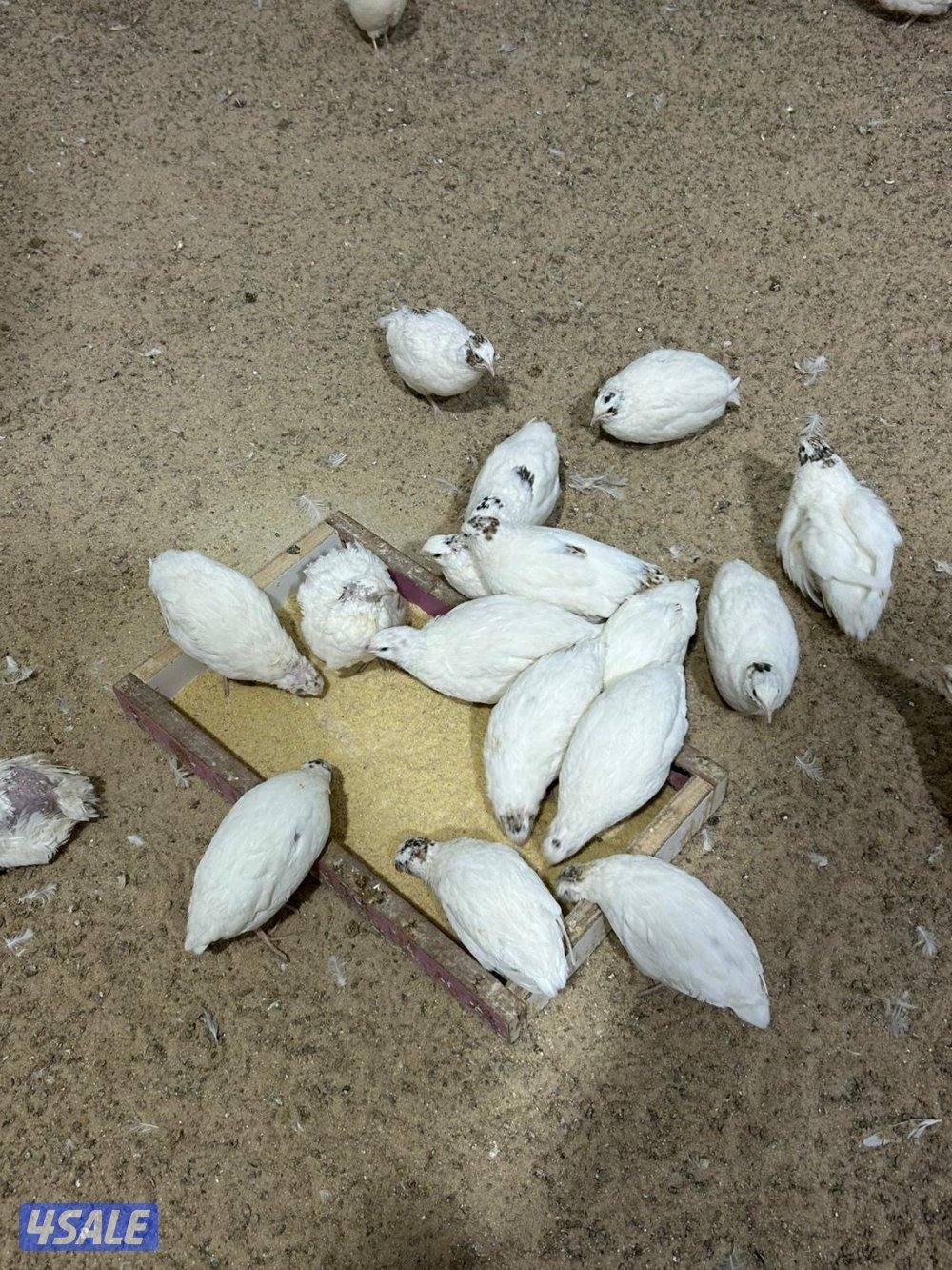 للبيع فري تكساس وبيض فري2