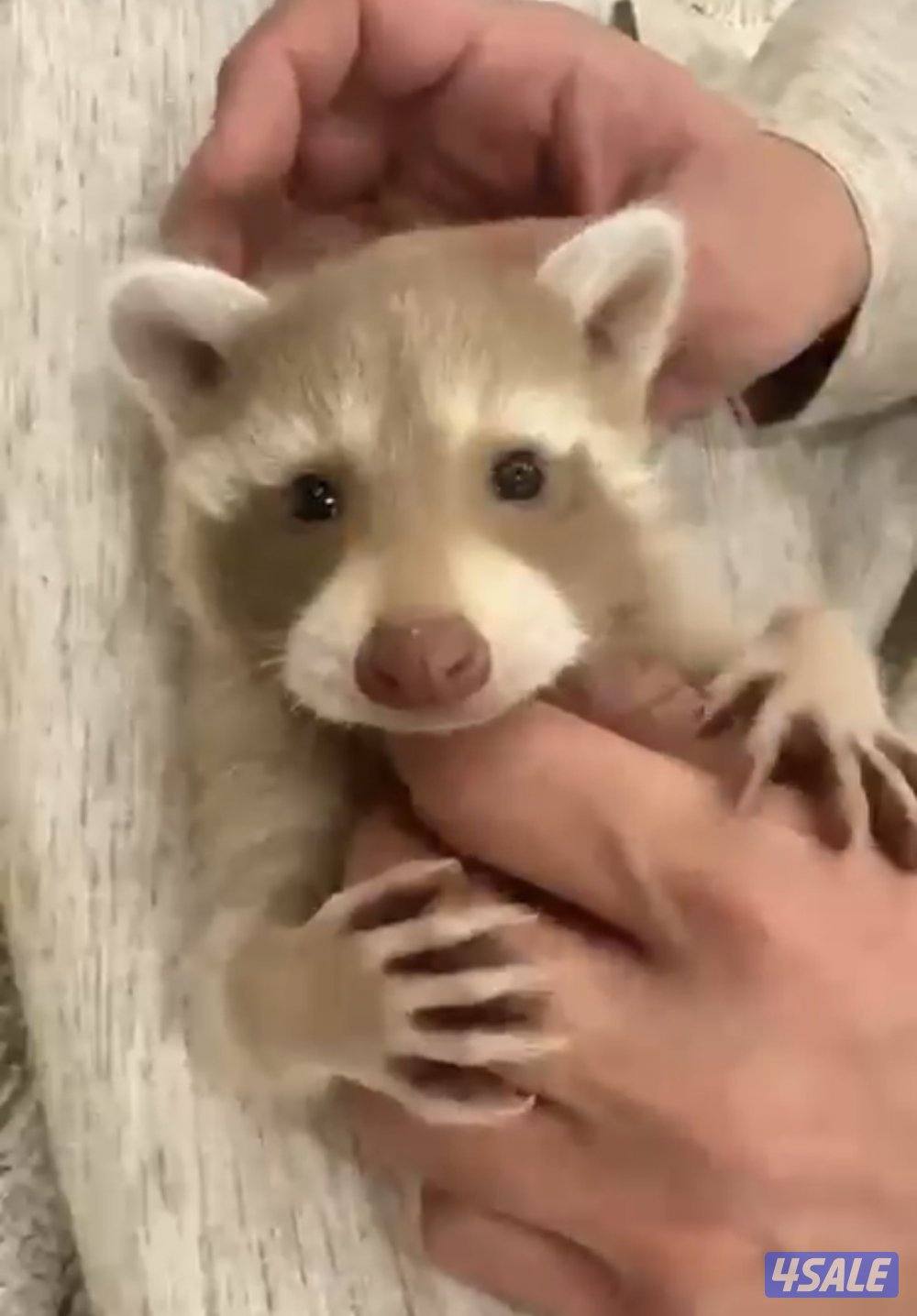 للبيع راكون صغار بالعمر0