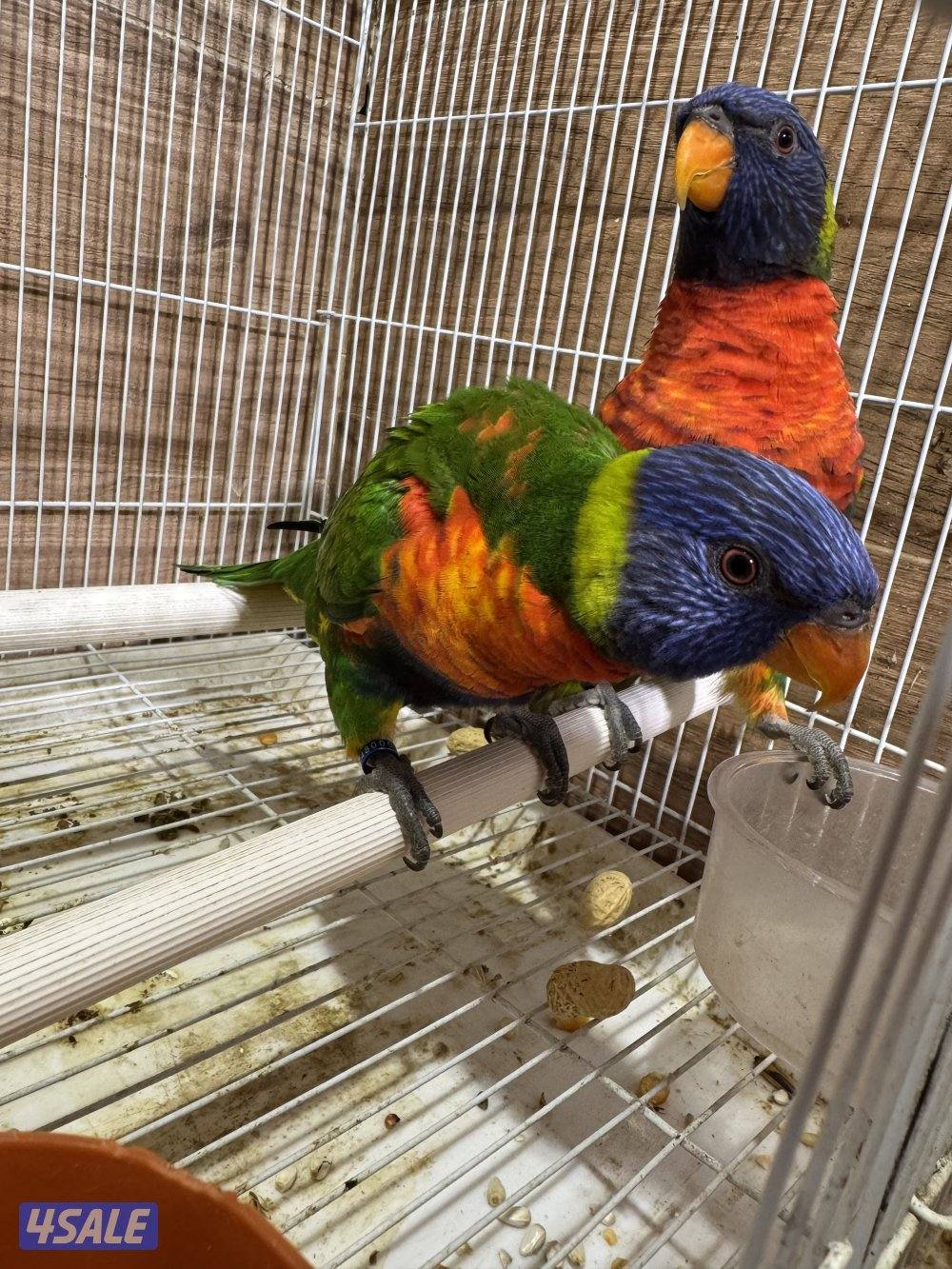 لوري حبتين1