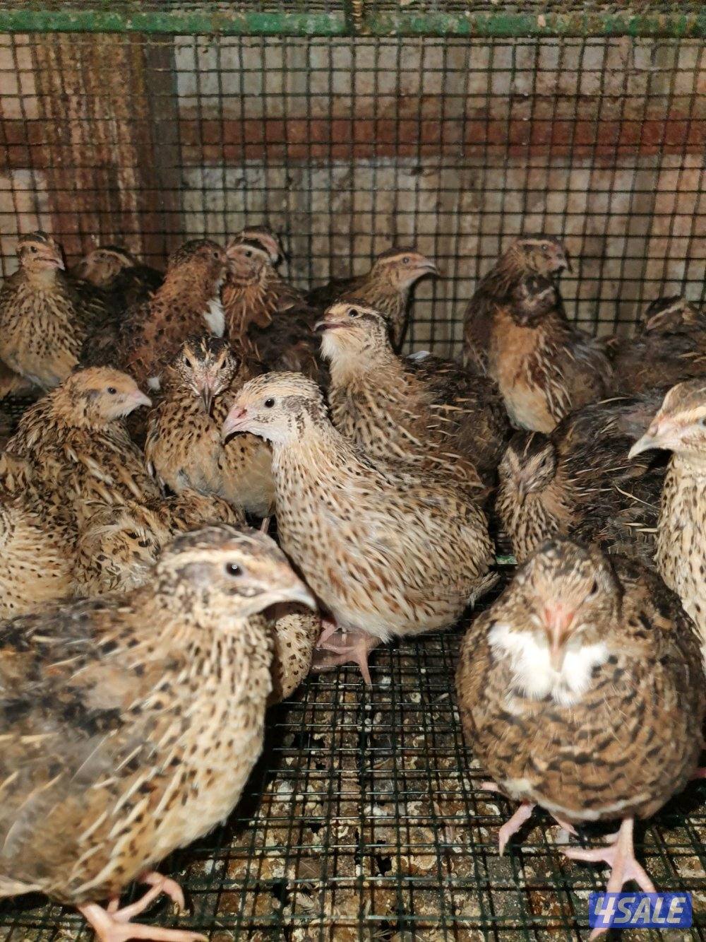 للبيع فري غير مطعم وبيض فري1