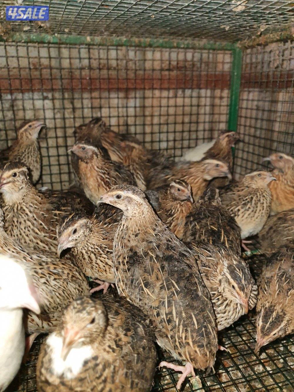 للبيع فري غير مطعم وبيض فري3