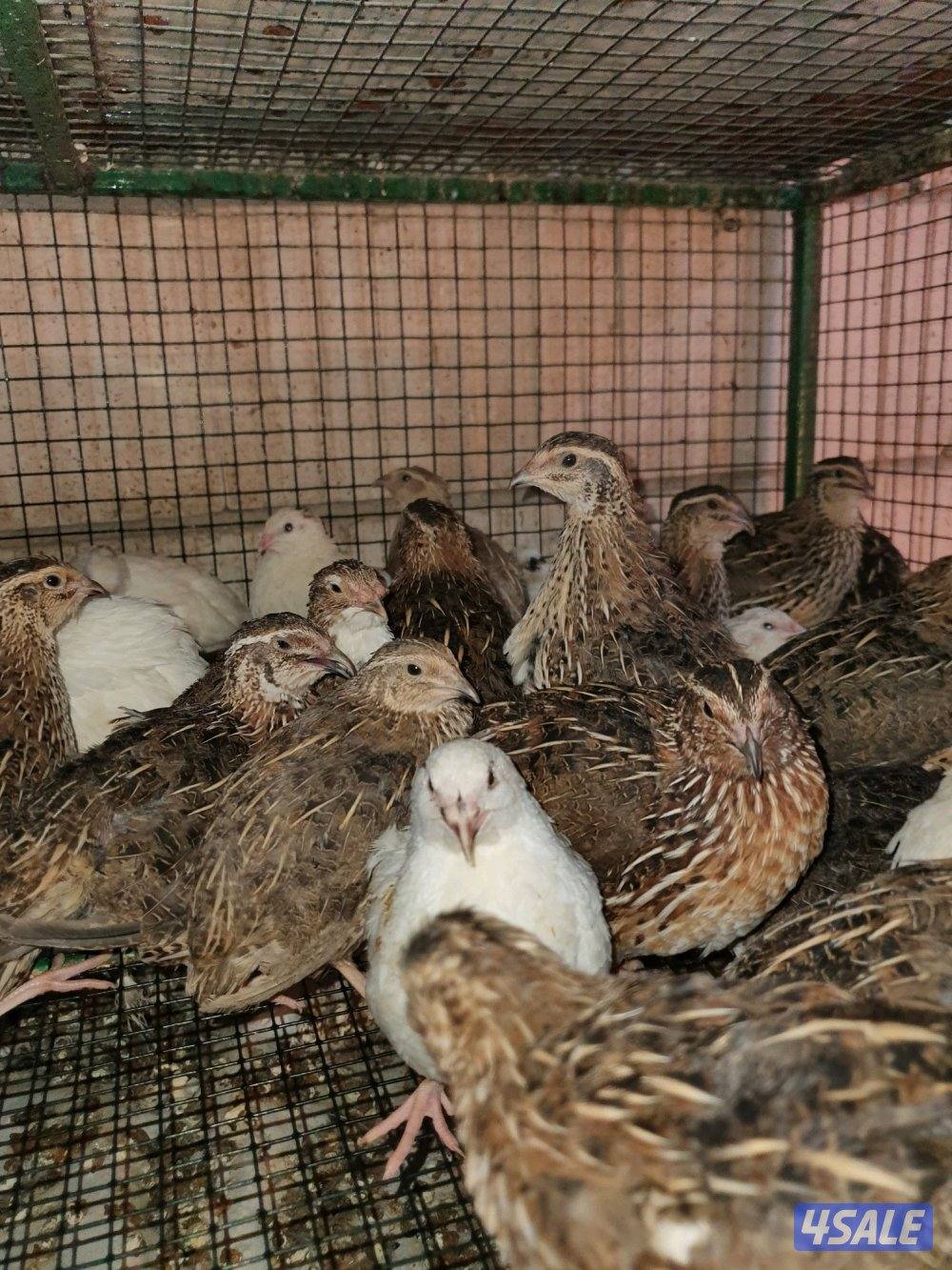 للبيع فري غير مطعم وبيض فري6