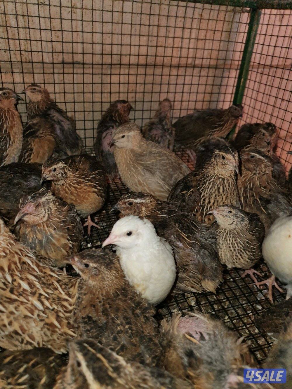 للبيع فري غير مطعم وبيض فري8