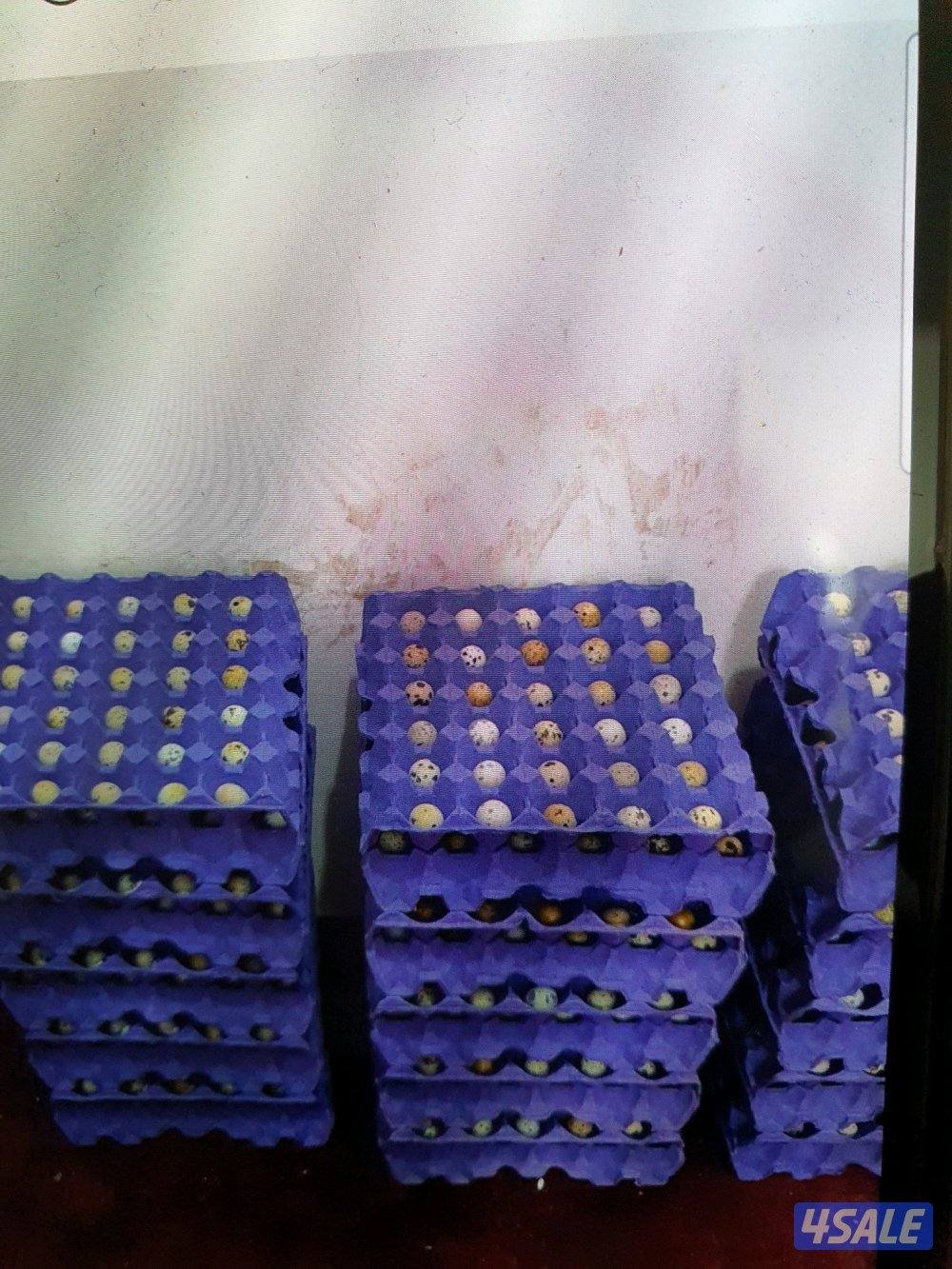 للبيع فري غير مطعم وبيض فري9