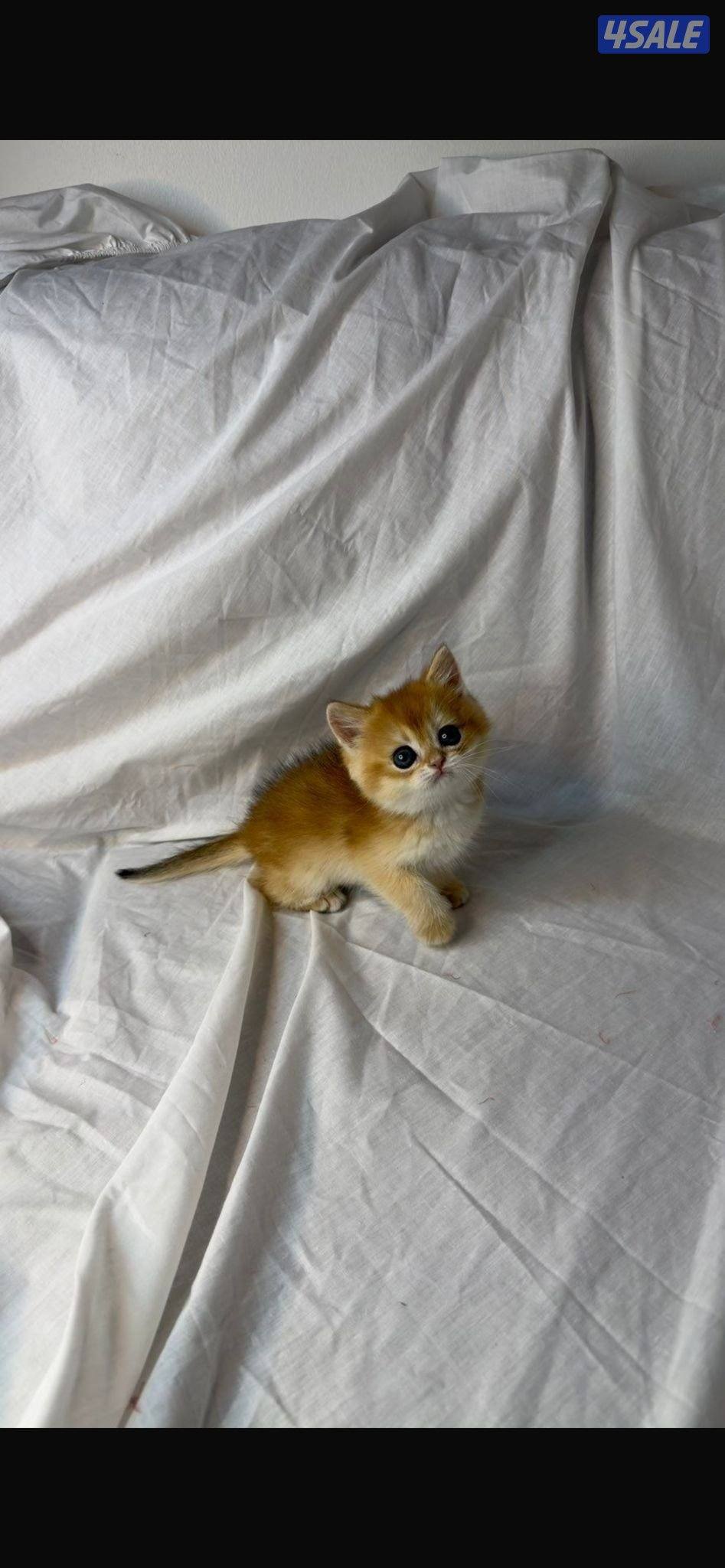 للبيع العمر شهرين متعلم على لتر بكس صحته ممتازه1