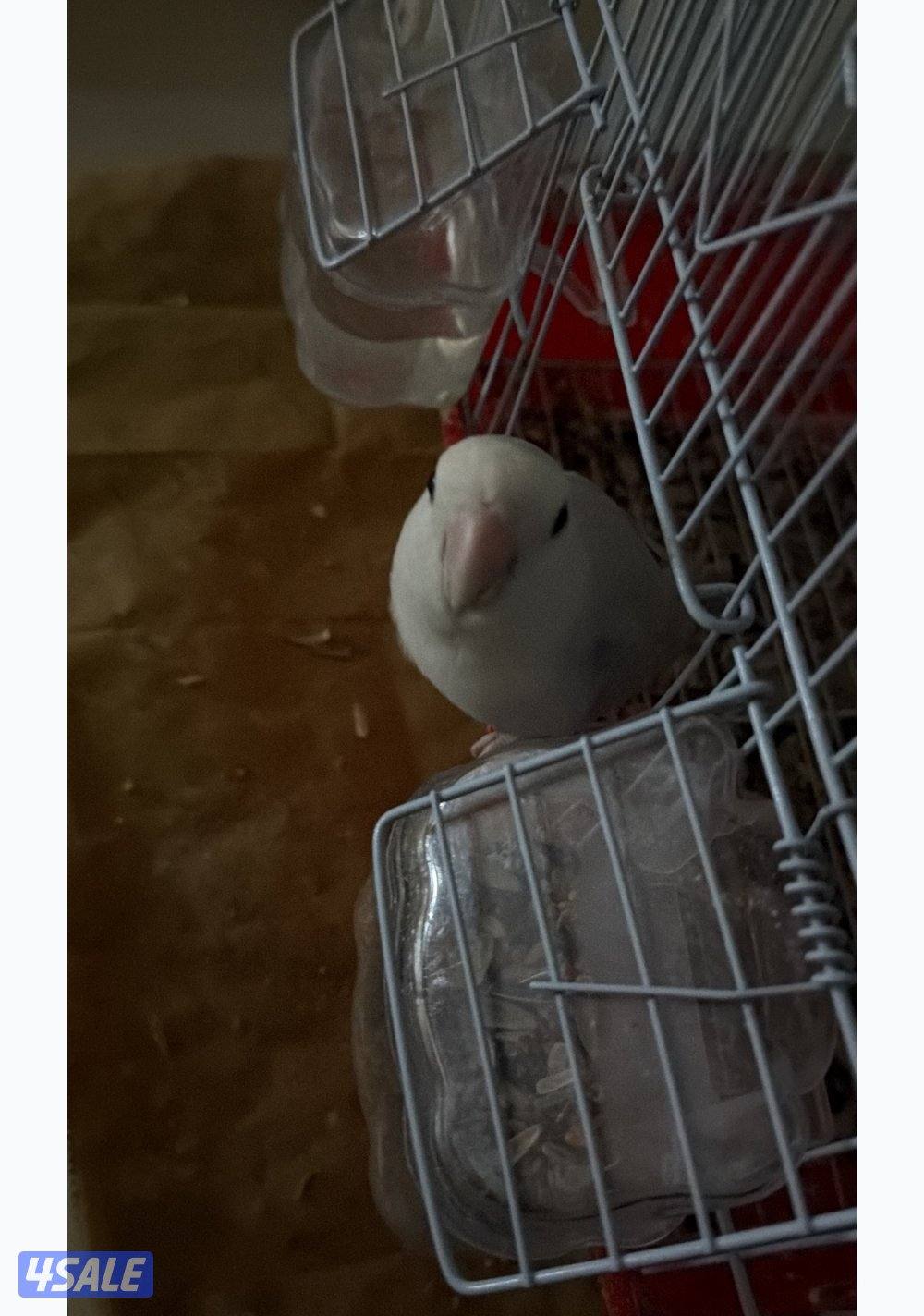 لوف بيرد للبيع والسبب اني ماعرفت اربيه0